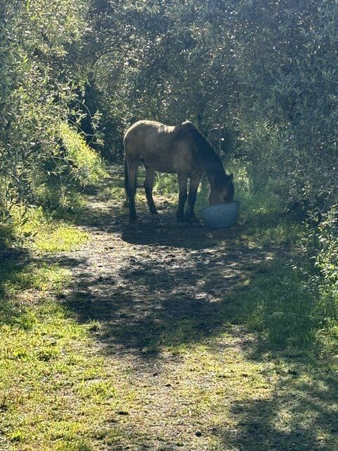 Cheval sur le domaine de Loamju. Week-end sauvage proche de la nature garanti.